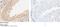 Methyltransferase Like 1 antibody, 11525-RP02, Sino Biological, Immunohistochemistry paraffin image 