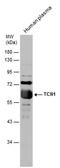 Transcobalamin-1 antibody, PA5-78194, Invitrogen Antibodies, Western Blot image 