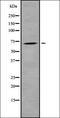 Rho-related BTB domain-containing protein 3 antibody, orb378399, Biorbyt, Western Blot image 