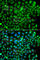 Small Ubiquitin Like Modifier 4 antibody, A7517, ABclonal Technology, Immunofluorescence image 