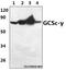 Glutamate-Cysteine Ligase Catalytic Subunit antibody, GTX66705, GeneTex, Western Blot image 