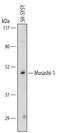 Musashi RNA Binding Protein 1 antibody, MAB2628, R&D Systems, Western Blot image 