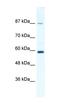 Kinesin Family Member 23 antibody, orb324505, Biorbyt, Western Blot image 