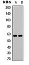 Gasdermin C antibody, orb315786, Biorbyt, Western Blot image 