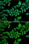 DEAD-Box Helicase 20 antibody, GTX54029, GeneTex, Immunofluorescence image 