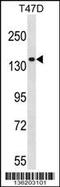 Myosin IE antibody, 58-623, ProSci, Western Blot image 