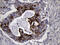 NDUFA4 Mitochondrial Complex Associated Like 2 antibody, M15915, Boster Biological Technology, Immunohistochemistry paraffin image 
