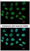 Adaptor Protein, Phosphotyrosine Interacting With PH Domain And Leucine Zipper 2 antibody, NBP2-16164, Novus Biologicals, Immunocytochemistry image 