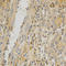 Osteoprotegerin antibody, LS-C331891, Lifespan Biosciences, Immunohistochemistry frozen image 