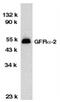 GDNF Family Receptor Alpha 2 antibody, SP2103P, Origene, Western Blot image 