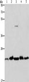 THO Complex 7 antibody, CSB-PA876114, Cusabio, Western Blot image 