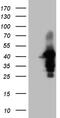 WD Repeat Domain 92 antibody, TA809522S, Origene, Western Blot image 