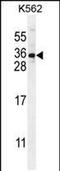 StAR Related Lipid Transfer Domain Containing 6 antibody, PA5-48291, Invitrogen Antibodies, Western Blot image 