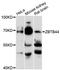 Zinc Finger And BTB Domain Containing 44 antibody, LS-C748209, Lifespan Biosciences, Western Blot image 