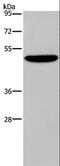 Nectin Cell Adhesion Molecule 4 antibody, LS-B15314, Lifespan Biosciences, Western Blot image 