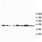 Cell Division Cycle 42 antibody, orb27579, Biorbyt, Western Blot image 