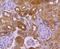 Trafficking From ER To Golgi Regulator antibody, NBP2-67783, Novus Biologicals, Immunohistochemistry paraffin image 