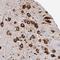 Prostaglandin-Endoperoxide Synthase 1 antibody, NBP1-85500, Novus Biologicals, Immunohistochemistry frozen image 