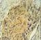 Arginine Vasopressin antibody, LS-C156692, Lifespan Biosciences, Immunohistochemistry paraffin image 