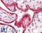 Cytoskeleton Associated Protein 4 antibody, LS-B11512, Lifespan Biosciences, Immunohistochemistry paraffin image 