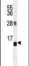 Arginine vasopressin-induced protein 1 antibody, PA5-24008, Invitrogen Antibodies, Western Blot image 