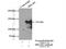 SLIT-ROBO Rho GTPase Activating Protein 2 antibody, 22519-1-AP, Proteintech Group, Immunoprecipitation image 