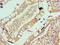 Vitronectin antibody, LS-C377006, Lifespan Biosciences, Immunohistochemistry frozen image 
