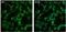 Proteasome 26S Subunit, Non-ATPase 3 antibody, PA1-974-A488, Invitrogen Antibodies, Immunofluorescence image 