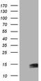 Ubiquitin A-52 Residue Ribosomal Protein Fusion Product 1 antibody, LS-C339377, Lifespan Biosciences, Western Blot image 