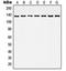 Histone Deacetylase 6 antibody, orb214950, Biorbyt, Western Blot image 