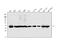 Aldolase, Fructose-Bisphosphate B antibody, A03893-2, Boster Biological Technology, Western Blot image 