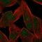 Zinc Finger Protein 780B antibody, PA5-51891, Invitrogen Antibodies, Immunofluorescence image 