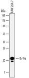 Interleukin 1 Receptor Antagonist antibody, MAB4801, R&D Systems, Western Blot image 