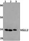 Vestigial Like Family Member 2 antibody, PA5-75941, Invitrogen Antibodies, Western Blot image 