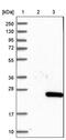 Myosin Light Chain 2 antibody, PA5-54073, Invitrogen Antibodies, Western Blot image 