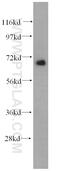 Transcription Factor Binding To IGHM Enhancer 3 antibody, 14480-1-AP, Proteintech Group, Western Blot image 