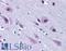TAR DNA Binding Protein antibody, LS-B4917, Lifespan Biosciences, Immunohistochemistry frozen image 