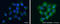 WD Repeat Domain, Phosphoinositide Interacting 2 antibody, GTX132453, GeneTex, Immunocytochemistry image 