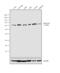 p65 antibody, 33-9900, Invitrogen Antibodies, Western Blot image 