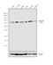 p65 antibody, 33-9900, Invitrogen Antibodies, Western Blot image 