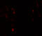 Leucine Rich Repeat Transmembrane Neuronal 1 antibody, 6167, ProSci, Immunofluorescence image 