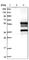 Tetratricopeptide repeat protein 19 antibody, HPA023010, Atlas Antibodies, Western Blot image 