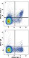 Integrin Subunit Alpha 2 antibody, AF1740, R&D Systems, Western Blot image 