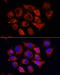 High Mobility Group AT-Hook 1 antibody, 16-565, ProSci, Immunofluorescence image 