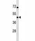 IKBKB Interacting Protein antibody, F45794-0.4ML, NSJ Bioreagents, Western Blot image 