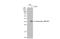 Enterovirus antibody, GTX132313, GeneTex, Western Blot image 