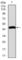 Forkhead Box C2 antibody, abx015862, Abbexa, Western Blot image 