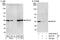 Receptor For Activated C Kinase 1 antibody, A302-545A, Bethyl Labs, Immunoprecipitation image 