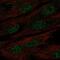 Mab-21 Like 1 antibody, NBP2-56150, Novus Biologicals, Immunofluorescence image 
