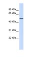 ETS Transcription Factor ELK4 antibody, orb324540, Biorbyt, Western Blot image 